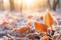 Orange beech leaves covered with frost in late fall or early winter