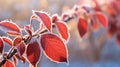 Orange beech leaves covered with frost in late fall or early winter