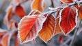Orange beech leaves covered with frost in late fall or early winter