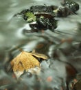 Orange beech leaves on mossy stone below increased water level.