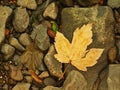 Orange beech leaves on mossy stone below increased water level.