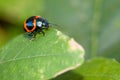 Orange beetle. Royalty Free Stock Photo