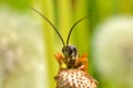 Orange beetle with long antennae Royalty Free Stock Photo