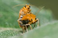 Orange Beetle Mating Royalty Free Stock Photo