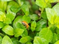 Orange Beetle Perched on a Plant