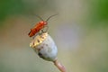 Red beetle over a top of a dry flower Royalty Free Stock Photo
