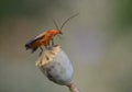 Red beetle over a top of a dry flower Royalty Free Stock Photo