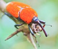 Orange beetle Royalty Free Stock Photo