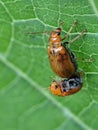 Orange beetles mating on a green leaf, close-up, nature, insect. Royalty Free Stock Photo