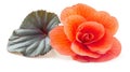 Vibrant Orange Begonia Flower with Textured Leaf on White Background Royalty Free Stock Photo