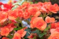 Orange begonia flowers blooming in flower garden. Royalty Free Stock Photo