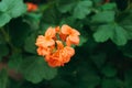 Orange begonia flowers blooming in the garden Royalty Free Stock Photo