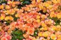 Orange begonia flowers blooming in the garden Royalty Free Stock Photo