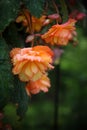 Orange Begonias