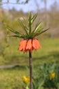 Orange bell lily in the garden. Imperial fritilleria flower. Blurred background. Vertical