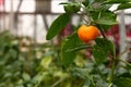 Orange Bell Pepper Royalty Free Stock Photo