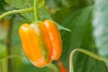 Orange bell pepper in a greenhouse Royalty Free Stock Photo