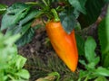 Orange bell pepper growing in the garden Royalty Free Stock Photo