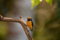 Orange-Bellied Euphonia, Male