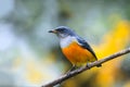 Orange-bellied Flowerpecker or Dicaeum trigonostigma.