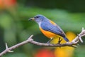 Orange-bellied Flowerpecker or Dicaeum trigonostigma. Royalty Free Stock Photo