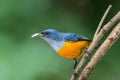 Orange-bellied Flowerpecker or Dicaeum trigonostigma.