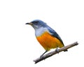 Orange-bellied Flowerpecker or Dicaeum trigonostigma.