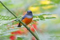 Orange-bellied Flowerpecker Dicaeum trigonostigma