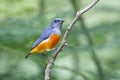 Orange-bellied Flowerpecker Dicaeum trigonostigma Male Birds of Thailand