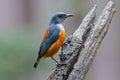 Orange-bellied Flowerpecker Dicaeum trigonostigma Male Cute Birds of Thailand