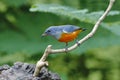 Orange-bellied Flowerpecker Dicaeum trigonostigma Male Cute Birds of Thailand