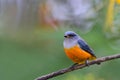 Orange-bellied Flowerpecker or Dicaeum trigonostigma.