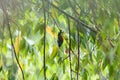 Orange-bellied Flowerpecker