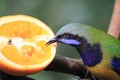the Orange-bellied Leafbird It can be found everywhere in the hk park Royalty Free Stock Photo