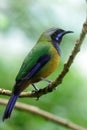 The orange-bellied leafbird Chloropsis hardwickii Royalty Free Stock Photo