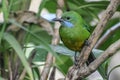 Orange-bellied leafbird- Indian birds Royalty Free Stock Photo