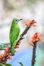 Orange-bellied leafbird - Indian birds Royalty Free Stock Photo