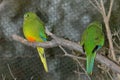 Orange-Bellied Parrot Neophema Chrysogaster - Pair Royalty Free Stock Photo