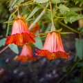 Canarina canariensis, canarian bellflower, endemic to Canary Islands Royalty Free Stock Photo