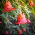 Canarina canariensis, canarian bellflower, endemic to Canary Islands Royalty Free Stock Photo