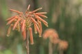 Orange bells. Spring Scenes.