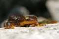 Orange belly newt