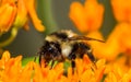 Orange-belted bumble bee on butterfly milkweed orange flower at the Crex Meadows Wildlife Area in Northern Wisconsin - Extreme clo