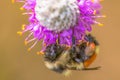 Orange-belted bumble bee on purple prairie clover at Crex Meadows Wildlife Area in Northern Wisconsin - detailed extreme close up