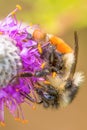Orange-belted bumble bee on purple prairie clover at Crex Meadows Wildlife Area in Northern Wisconsin - detailed extreme close up