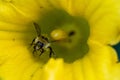 Orange-belted bumblebee covered with pollen on yellow flower