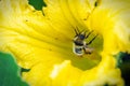 Orange-belted bumblebee covered with pollen on yellow flower Royalty Free Stock Photo