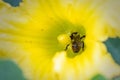 Orange-belted bumblebee covered with pollen on yellow flower Royalty Free Stock Photo