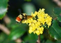 Orange Belted Bumblebee on Oregon Grape shrub flowers