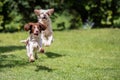 Two dogs chasing each other across a lawn.